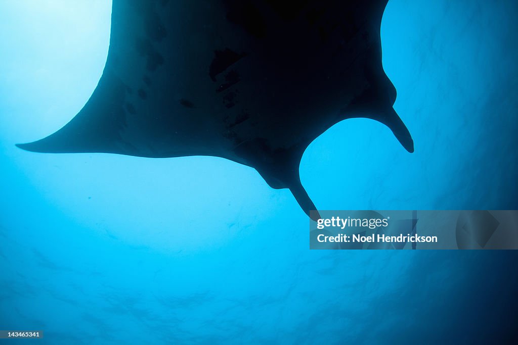 A Manta ray swims through the ocean