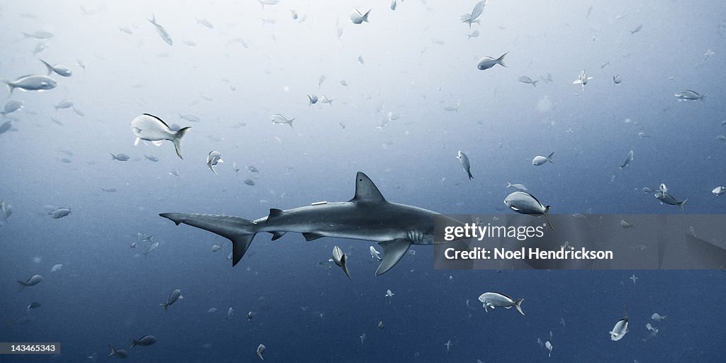 A Galapagos shark swims among fish