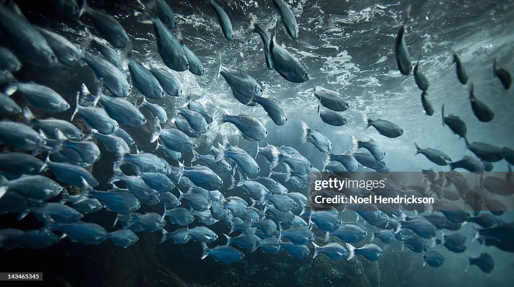 Hundreds of crevalle jack fish in the ocean
