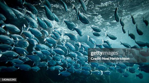 hundreds of crevalle jack fish in the ocean - school vissen stockfoto's en -beelden