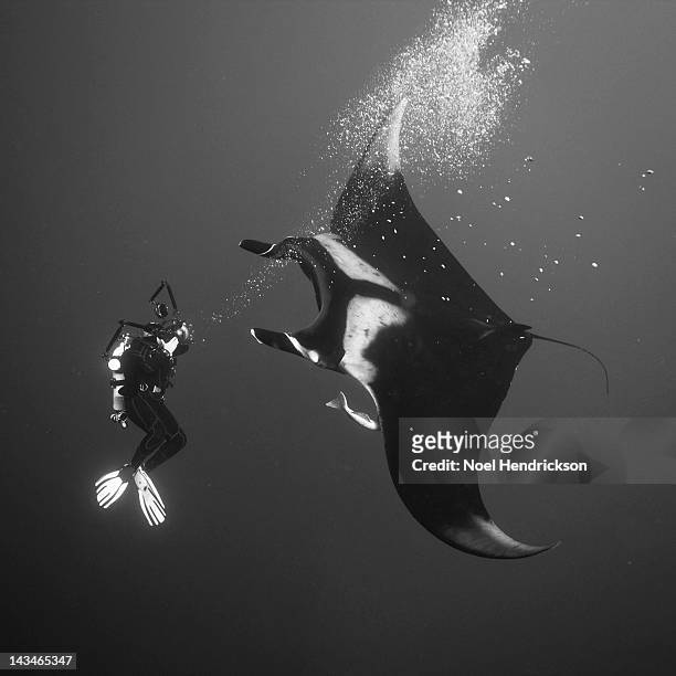 A scuba diver underwater gets close to a Manta ray