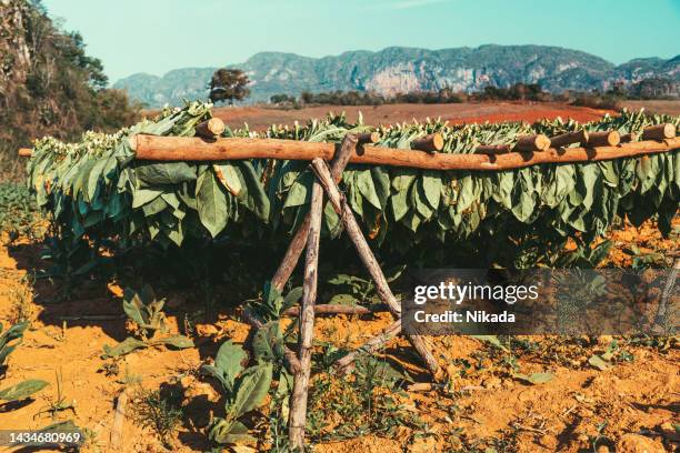 tabakblätter trocknen, vinales valley, kuba - pinar del rio stock-fotos und bilder