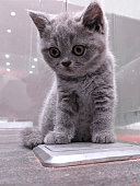 gray british shorthair kitten looking down