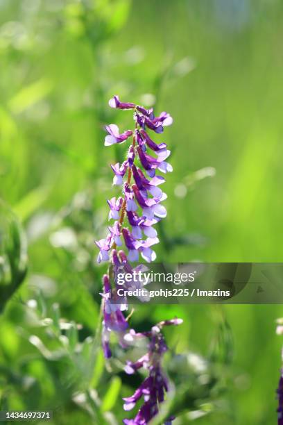 Prince Vetch Spring Vetch Photos and Premium High Res Pictures - Getty Images
