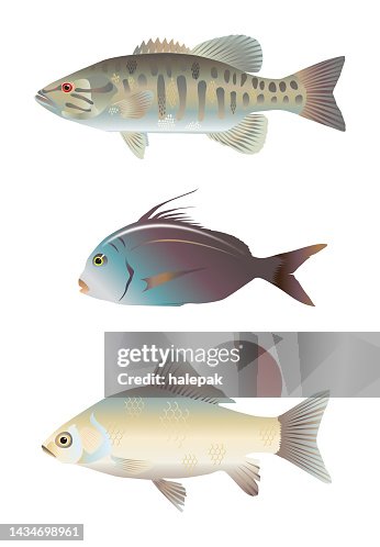 3 Fish Vector Fish High-Res Vector Graphic - Getty Images