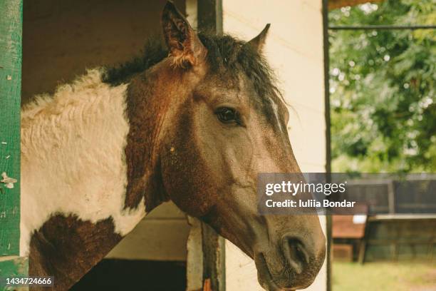 horse head - ranch icon stock pictures, royalty-free photos & images