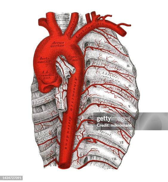 old chromolithograph illustration of human circulatory system - aorta thoracica - aorta fotografías e imágenes de stock