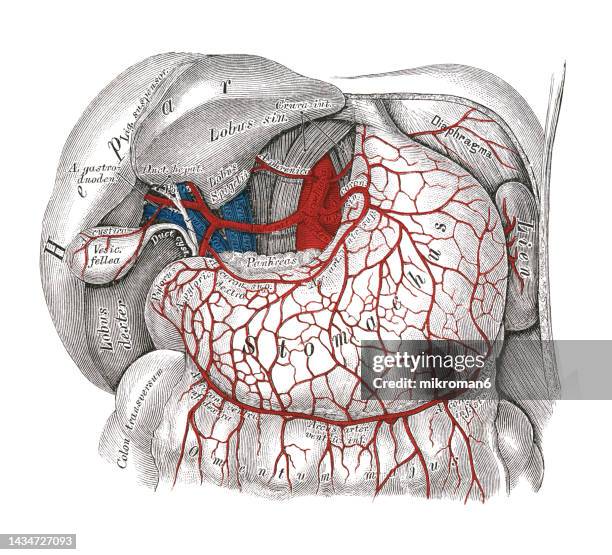 old chromolithograph illustration of human circulatory system - celiac artery - 3d print food stock-fotos und bilder