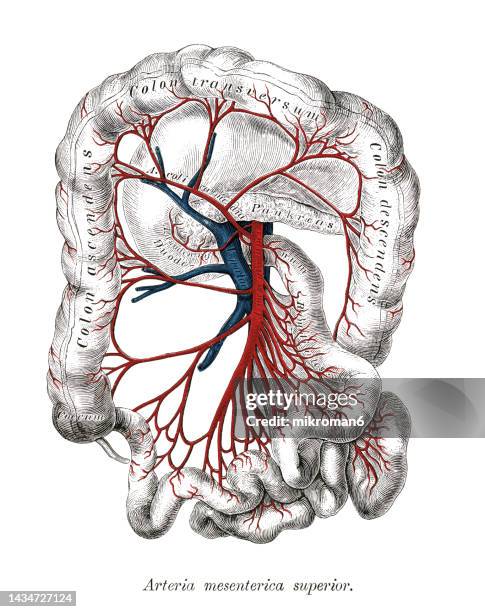 212 Circulatory System Drawing Stock Photos, High-Res Pictures, and ...