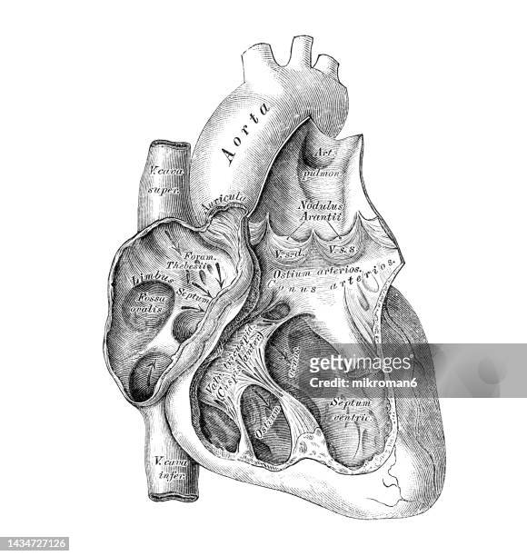 old engraved illustration of anatomy of human heart - cross section of the heart - heart cross section stock pictures, royalty-free photos & images