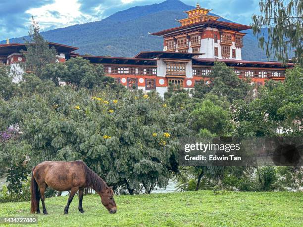 horse eating grasses in front of punakha dzong - bhutan stock pictures, royalty-free photos & images
