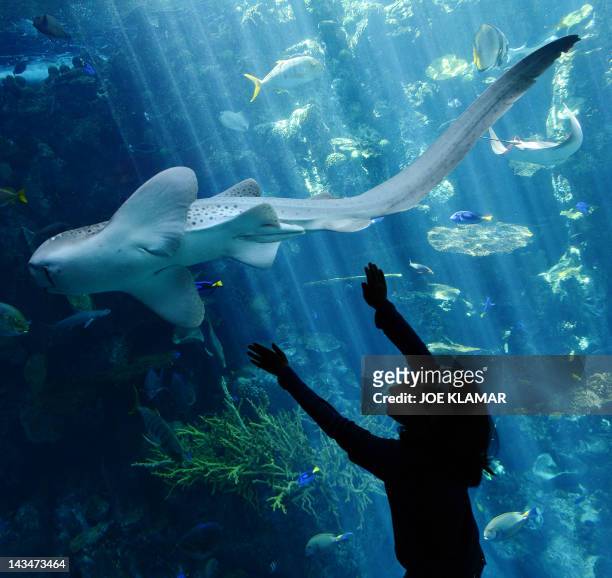 Young girl is watching a zebra shark at the Aquarium of the Pacific in Long Beach, California, on April 26, 2012.The Aquarium features a collection...