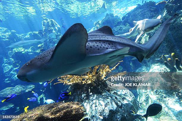 196 Zebra Shark Photos and Premium High Res Pictures - Getty Images