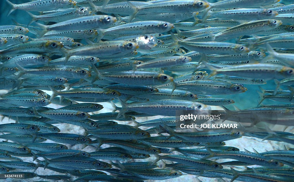 Small Multiple Fish A pack of small fish at the Aquarium of the Pacific in Long... News ...