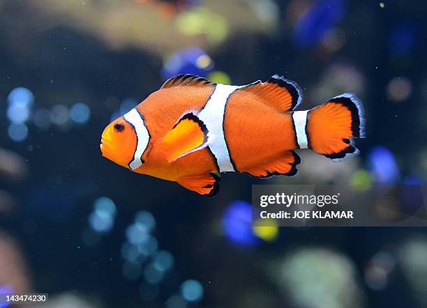 Clown fish at the Aquarium of the Pacific in Long Beach, California, on April 26, 2012.The Aquarium features a collection of over 11,000 animals...