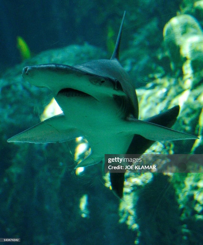 US-SCIENCE-ANIMALS-SHARK