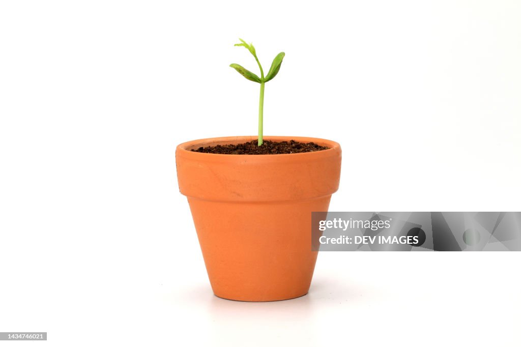 Baby plant growing in pot