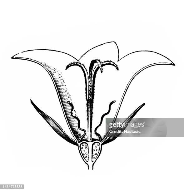 ilustrações, clipart, desenhos animados e ícones de bellflower - campanula liliaceae