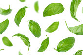 Seamless pattern of basil leaves flying over white background.