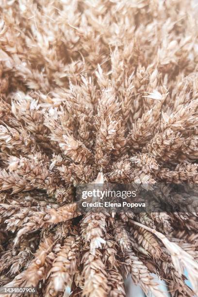 close up wheat ears - oat ear stock pictures, royalty-free photos & images