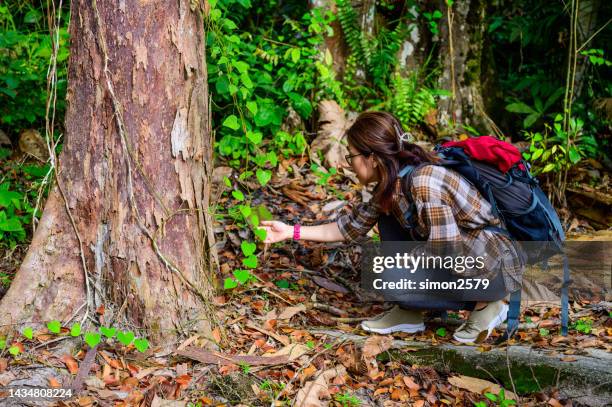 female environmentalist working in the rainforest. biologists check leaf in rainforest . nature and ecology concept - biologist stock pictures, royalty-free photos & images