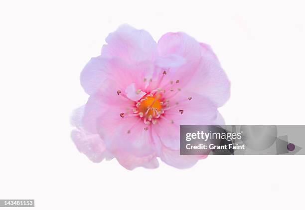 cherry blossom - single flower stock pictures, royalty-free photos & images