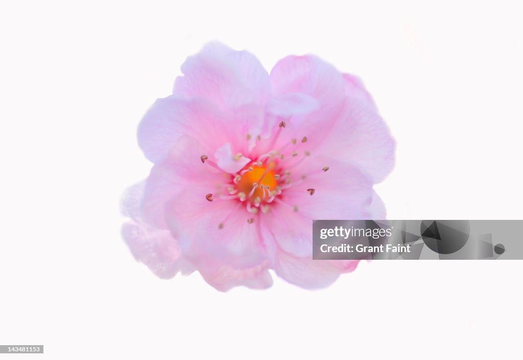 Cherry blossom