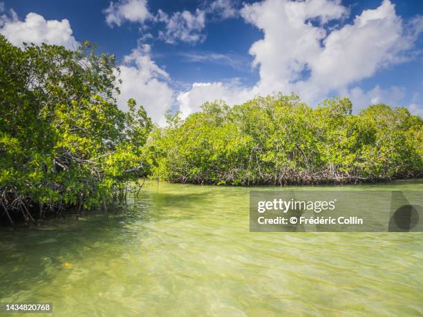 mangrove in saona island - punta cana stock pictures, royalty-free photos & images