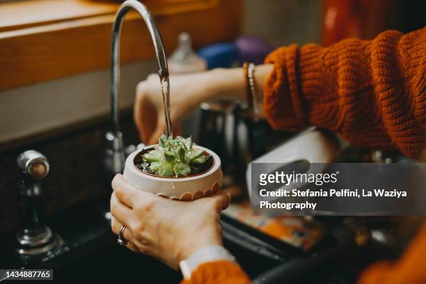 watering a succulent plant in kitchen sink - desperdício de água imagens e fotografias de stock