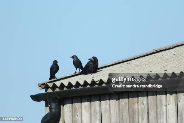 Farm House Rook 141 Rooks Farm Stock Photos, High-Res Pictures, and Images - Getty Images