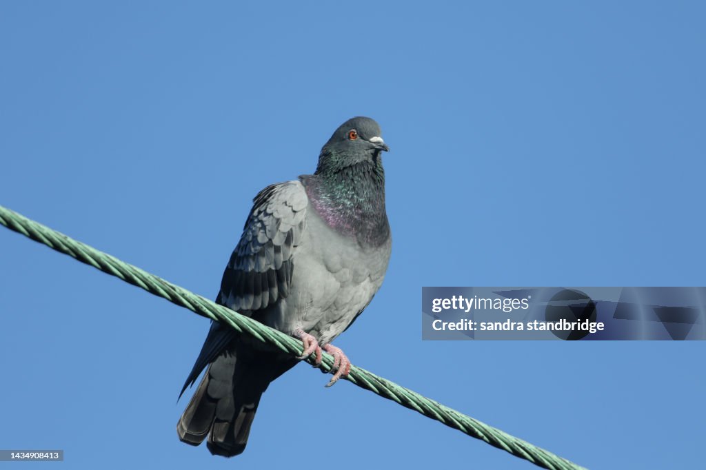 A Feral Pigeon (Columba livia) perching on a cable.