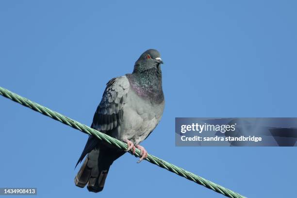 a feral pigeon (columba livia) perching on a cable. - pidgeon stock pictures, royalty-free photos & images