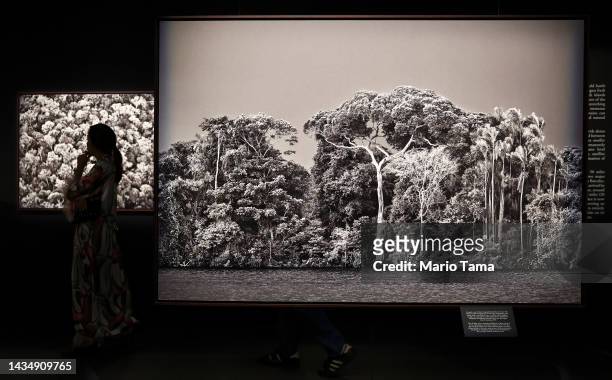 Photographs of the Amazon are displayed at a preview of Brazilian documentary photographer Sebastião Salgado's exhibit Amazônia at the California...