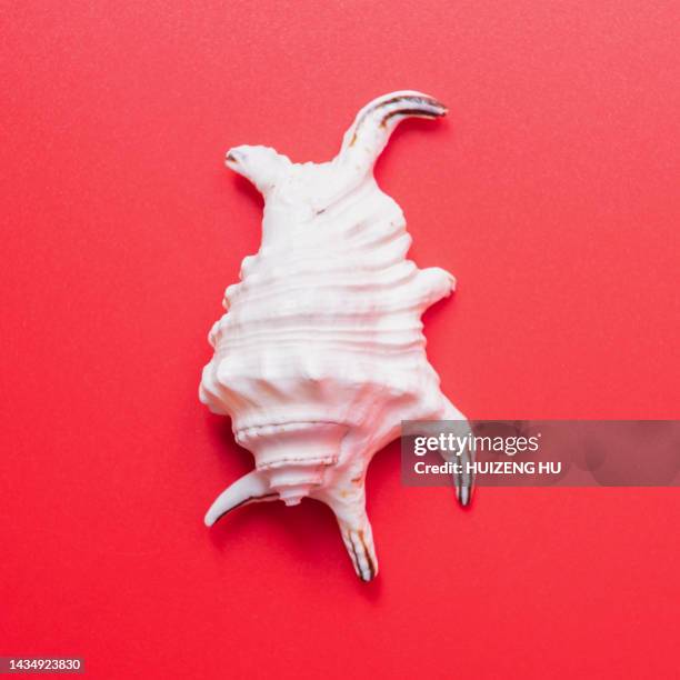 Conch Shell Insect Conch Snail Photos and Premium High Res Pictures - Getty Images