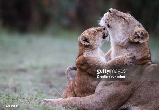 verspielte löwenjunge mit löwin. - animal family stock-fotos und bilder