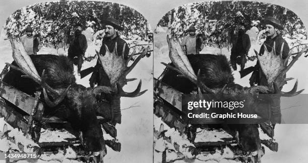 American businessman B L Singley of The Keystone View Company posing with a New Brunswick moose shot by him on November 26th, 1898. The original...