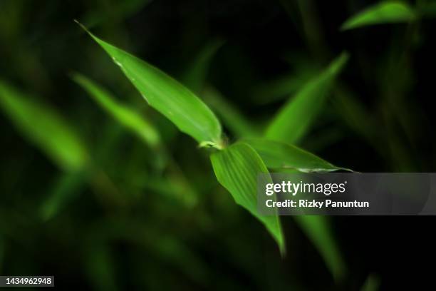 bamboo plants - bambusblatt stock-fotos und bilder