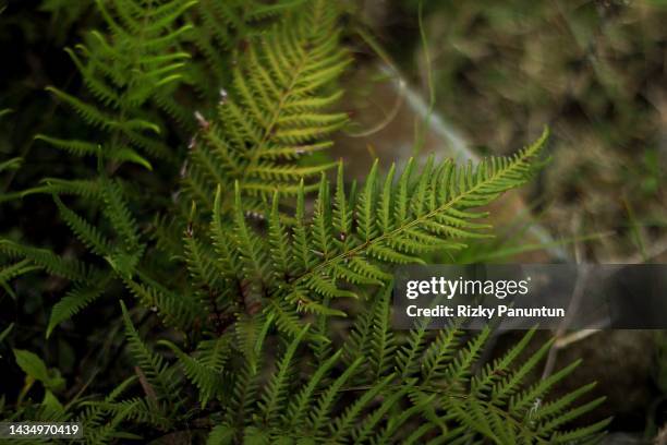 fern leaves - fern stock pictures, royalty-free photos & images