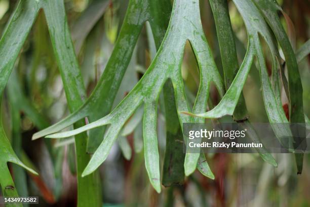 platycerium plant - elkhorn fern stock pictures, royalty-free photos & images