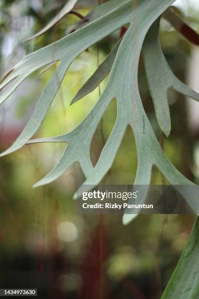 platycerium plant - elkhorn fern stock pictures, royalty-free photos & images