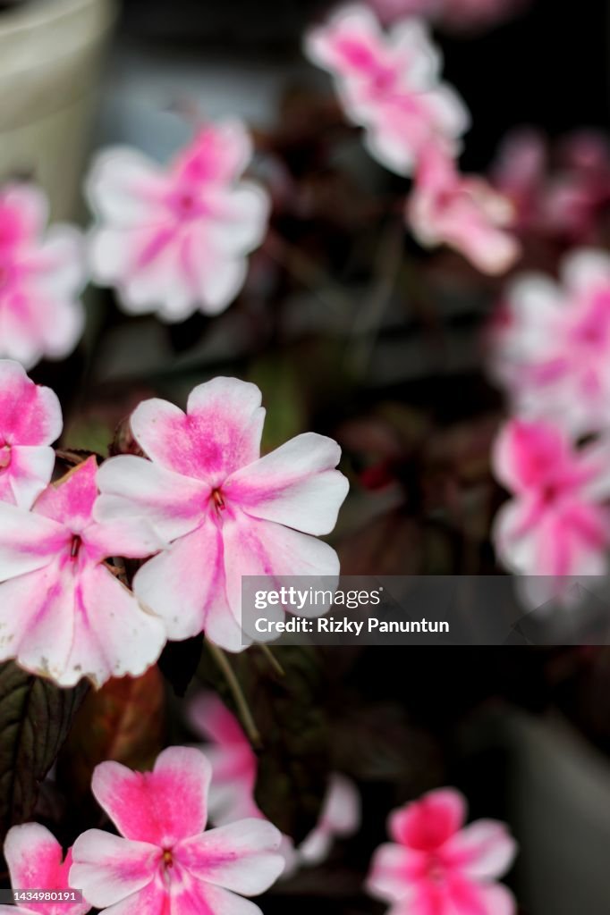Impatiens walleriana Flowers Blooming In the Garden