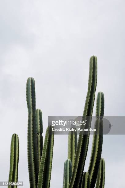 cactus plant against sky background - cactus isolated stock pictures, royalty-free photos & images