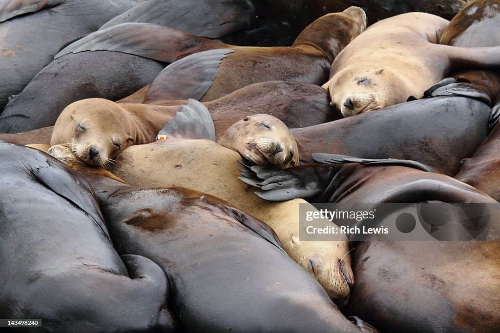 Many sea lions sunbathing