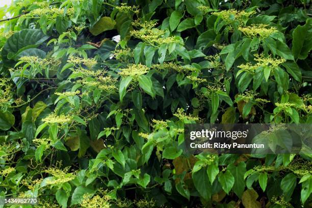 fallopia japonica plant - knöterich stock-fotos und bilder