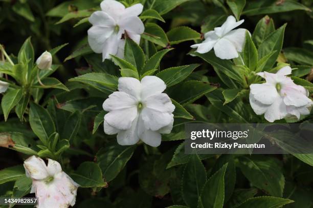 full frame of impatiens flowers - white impatiens stock pictures, royalty-free photos & images