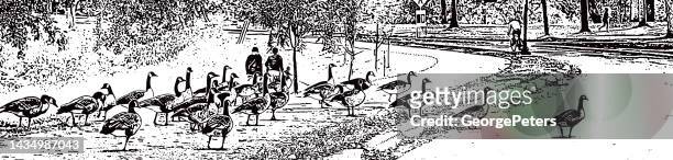 stockillustraties, clipart, cartoons en iconen met flock of canada geese crossing street - animal crossing sign