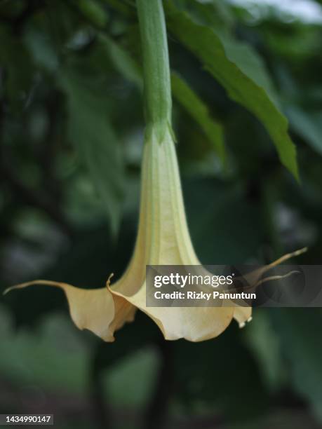 angel trumpet (brugmansia) - angels trumpet stock-fotos und bilder