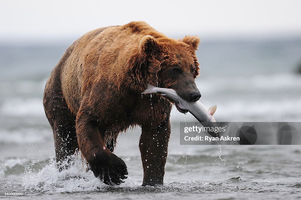 Big male brown bear with salmon