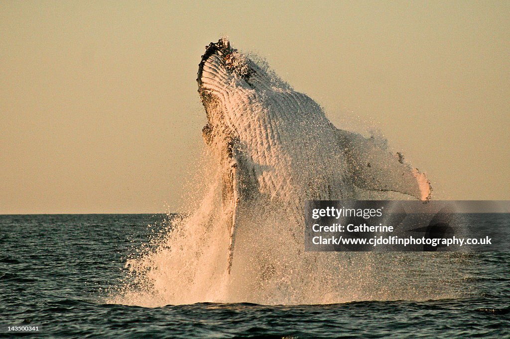 Humpback whale at sunset