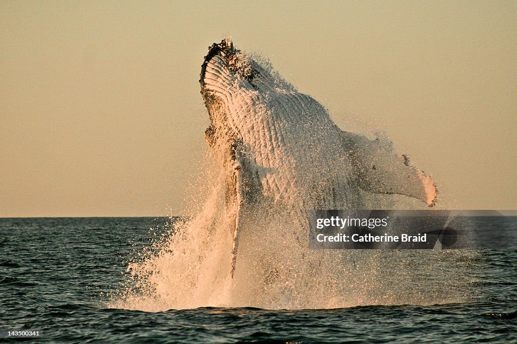 Humpback whale at sunset